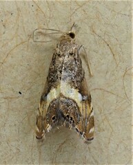 Glaucocharis chrysochyta