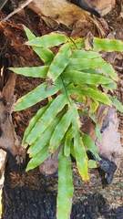 Phlebodium aureum