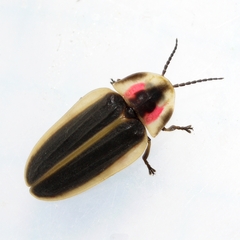 Pyractomena angulata