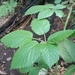 Rubus palmensis - Photo (c) David Horcajada Tejero, some rights reserved (CC BY-NC), uploaded by David Horcajada Tejero