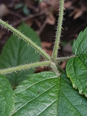 Image of Rubus palmensis