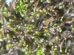 Odontoschisma sphagni