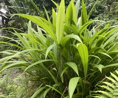 Setaria megaphylla