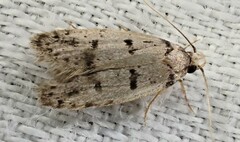 Scatochresis episema