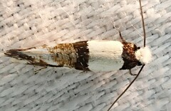 Monopis icterogastra