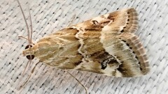 Hellula hydralis
