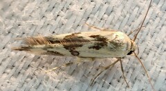 Stathmopoda melanochra
