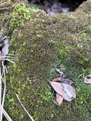 Odontoschisma sphagni