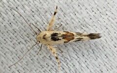 Stathmopoda melanochra