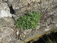 Thymus pannonicus