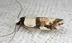 Monopis icterogastra