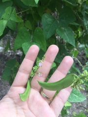 Phaseolus vulgaris