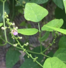 Phaseolus vulgaris