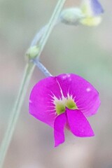 Tephrosia purpurea