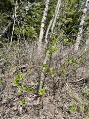 Ribes oxyacanthoides