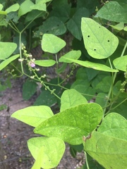 Phaseolus vulgaris