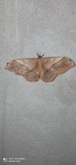 Saturniidae