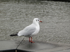 Chroicocephalus ridibundus