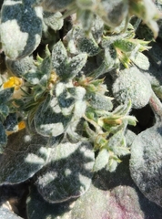 Chorizanthe corrugata