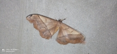 Saturniidae
