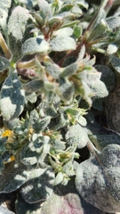 Chorizanthe corrugata