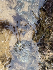 Anthopleura elegantissima