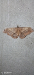 Saturniidae