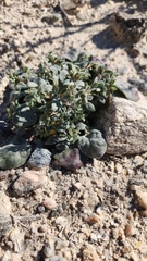 Chorizanthe corrugata