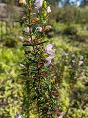 Conradina grandiflora