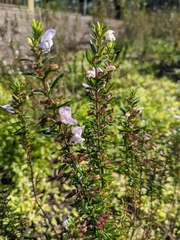 Conradina grandiflora