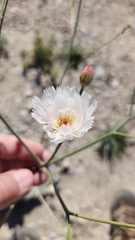 Atrichoseris platyphylla