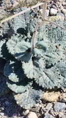 Atrichoseris platyphylla