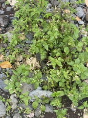 Ageratum conyzoides