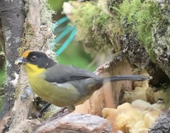 Atlapetes pallidinucha