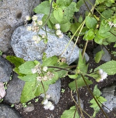 Ageratum conyzoides