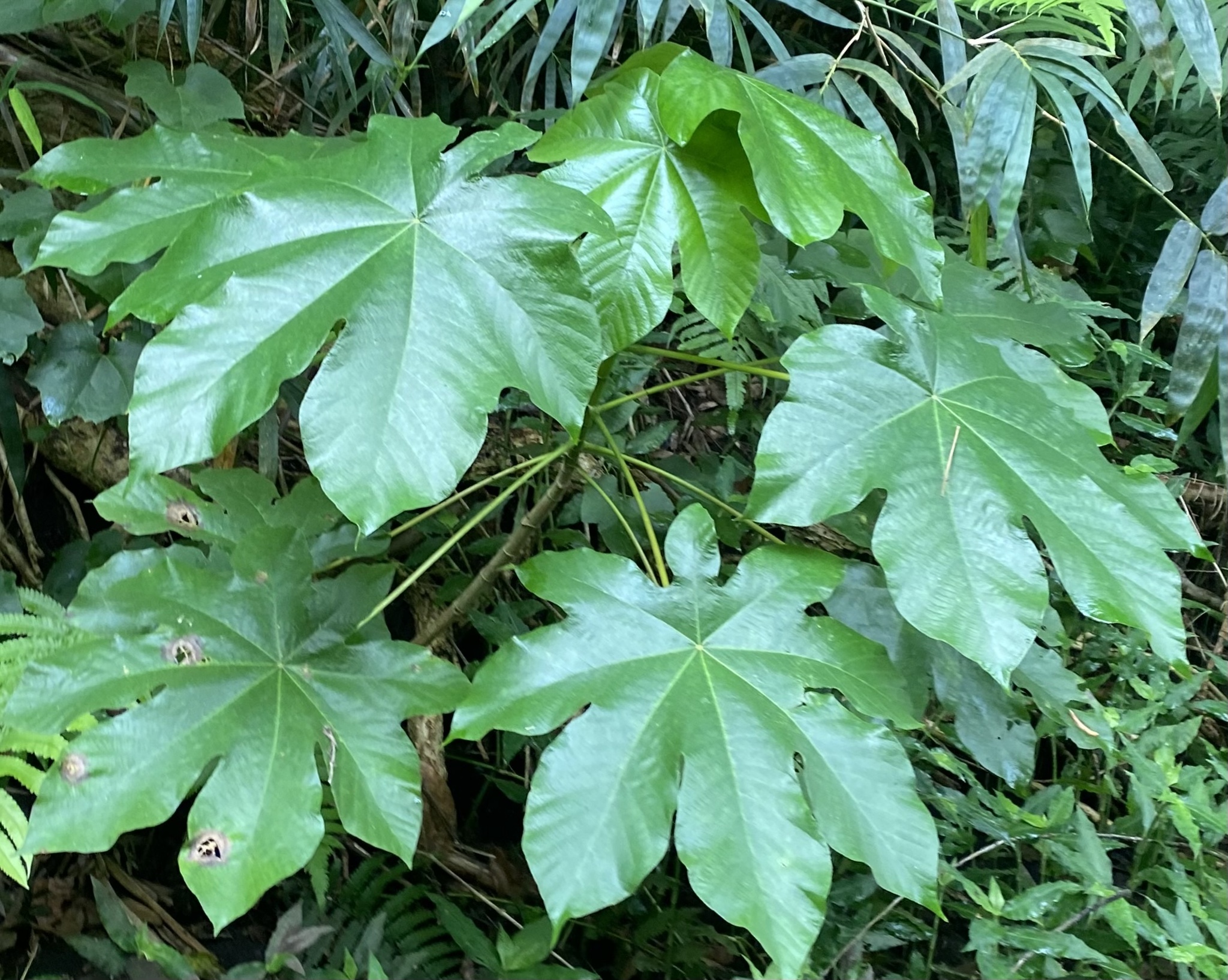 Cecropia peltata L.