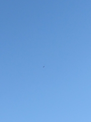 Haliaeetus leucocephalus