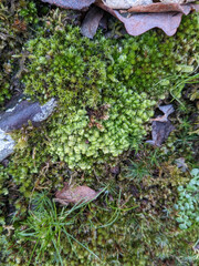 Scapania compacta