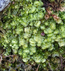 Scapania compacta