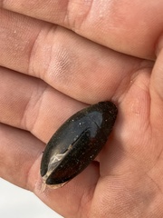Hydrophilus
