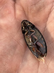 Hydrophilus