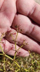 Fagonia pachyacantha