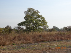 Terminalia leiocarpa