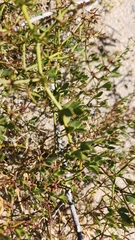 Fagonia pachyacantha