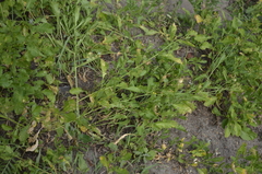 Rorippa × armoracioides