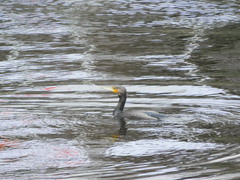 Phalacrocorax carbo