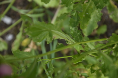 Rorippa × armoracioides