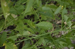 Rorippa × armoracioides