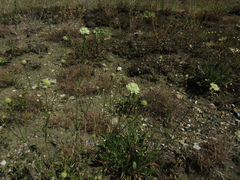 Cephalaria uralensis