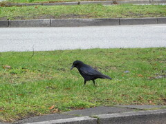 Corvus corone